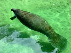 Kayak, swim or paddle board on the river with the manatee's